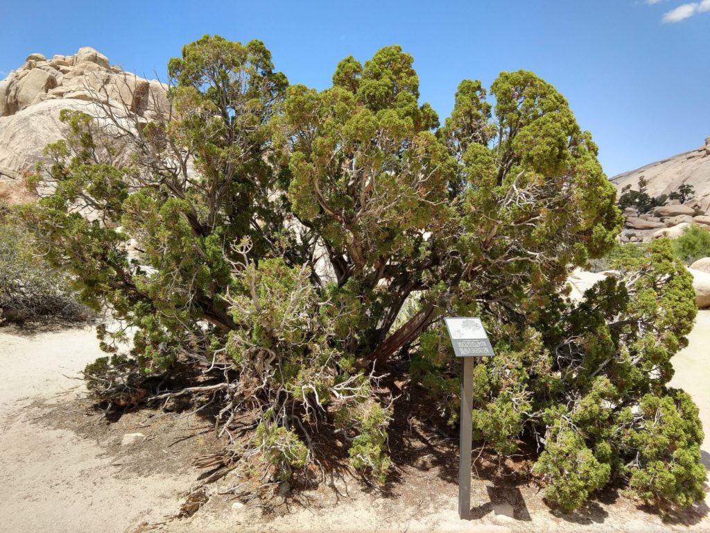 Joshua Tree Barker Dam