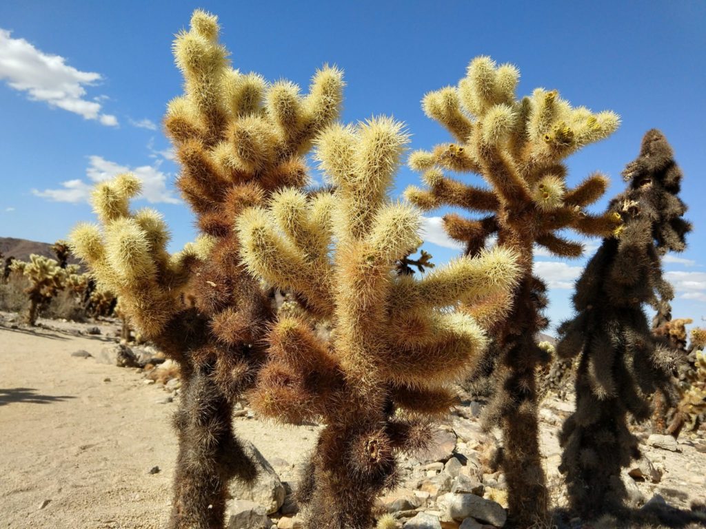 Joshua Tree Cholla Cactus Garden