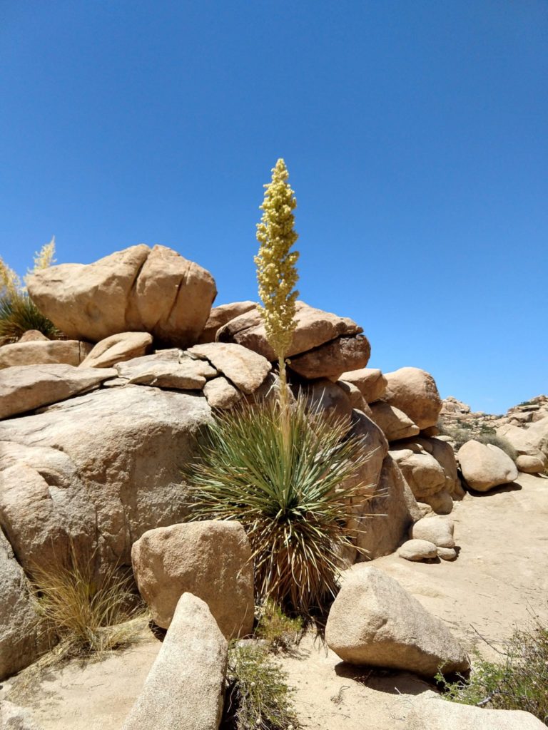 Joshua Tree Hidden Valley