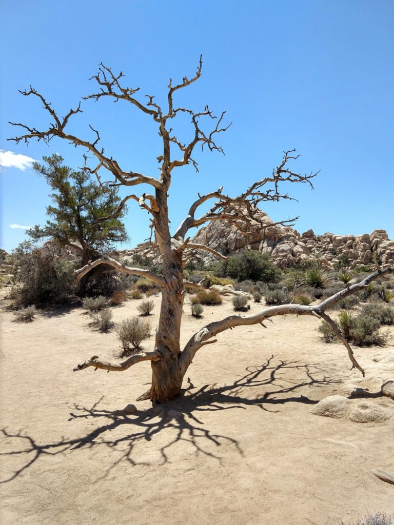 Joshua Tree Hidden Valley