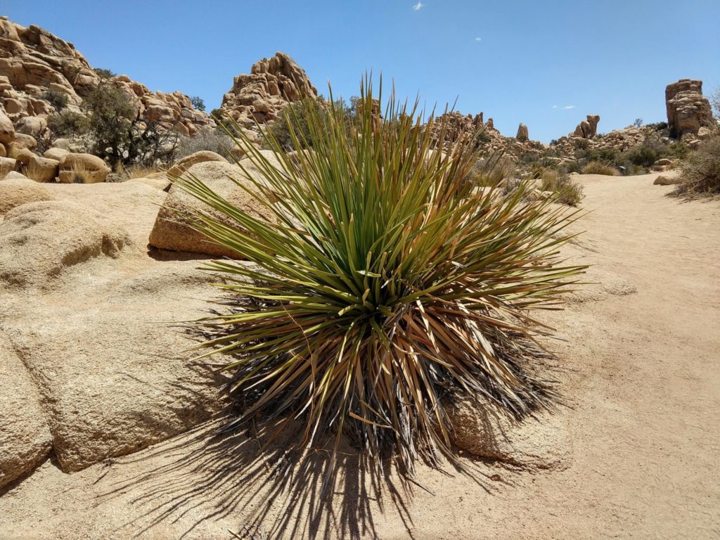 Joshua Tree Hidden Valley