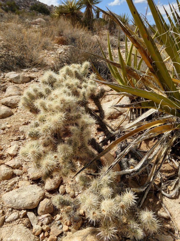 Joshua Tree Skull Rock