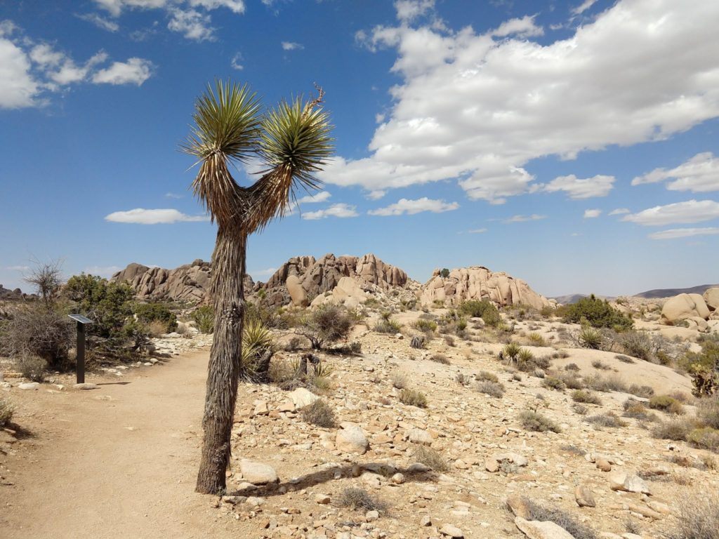 Joshua Tree Skull Rock