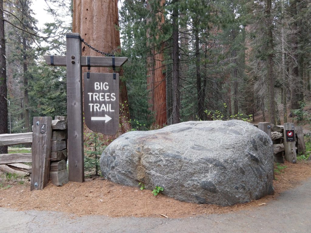 Sequoia National Park - Big Trees Trail