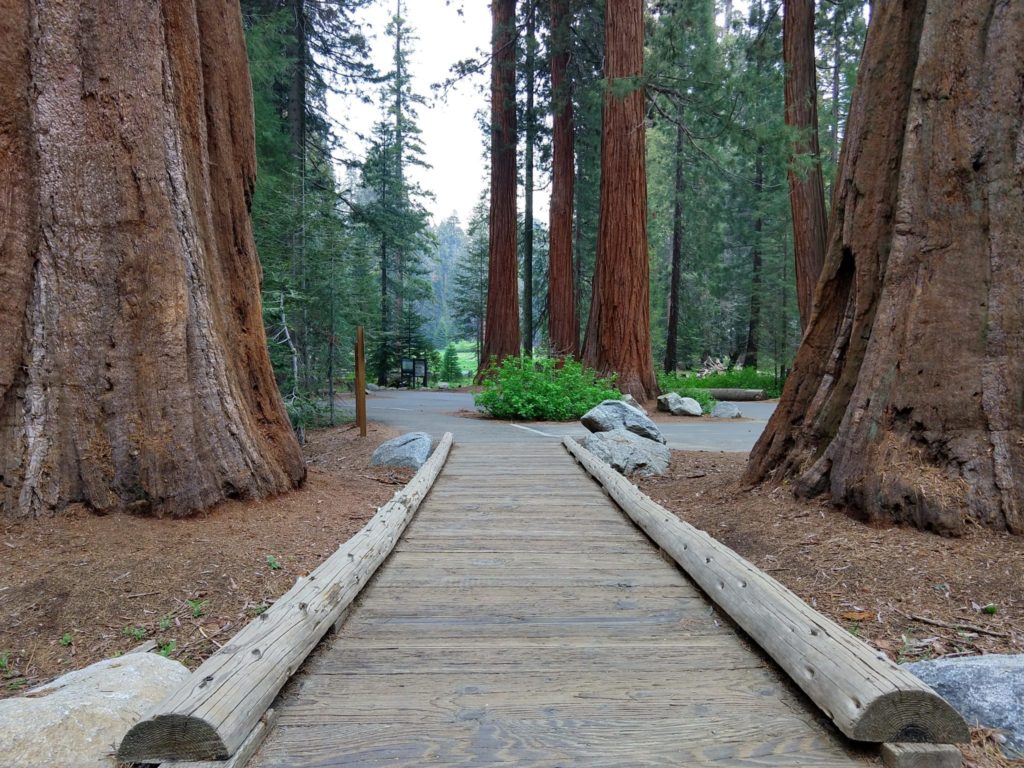 Sequoia National Park - Big Trees Trail