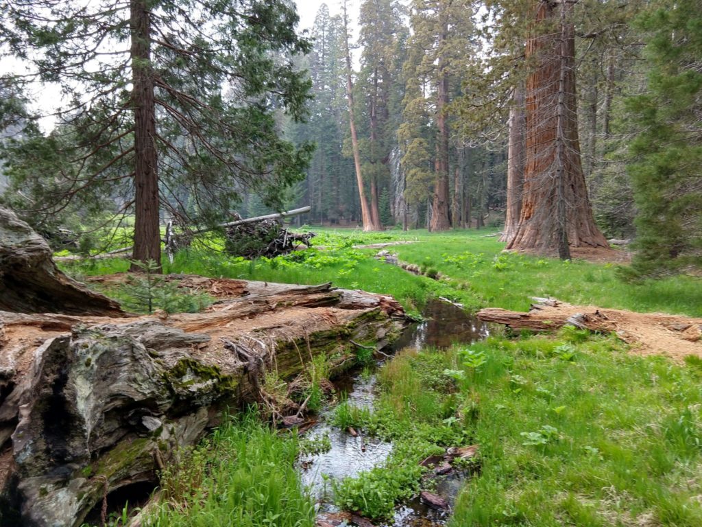 Sequoia National Park - Big Trees Trail