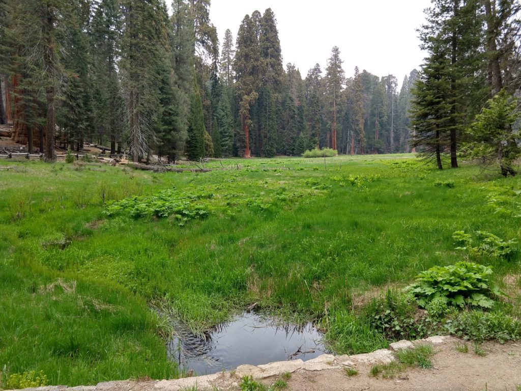 Sequoia National Park - Big Trees Trail