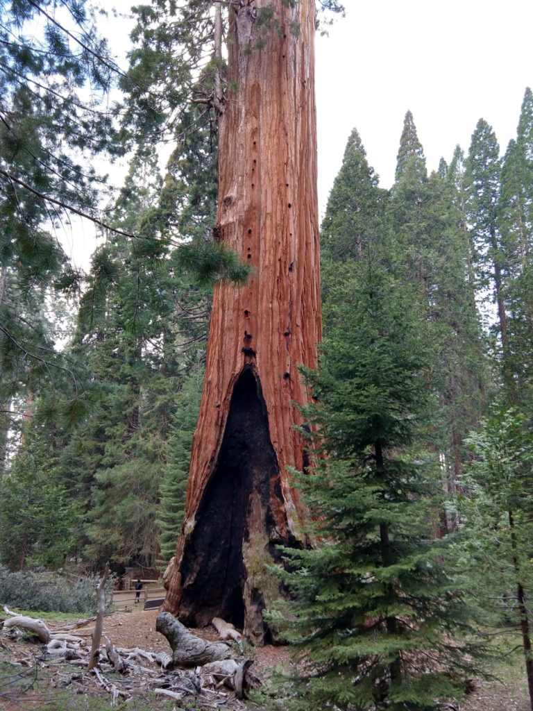 Sequoia National Park - Grant Grove