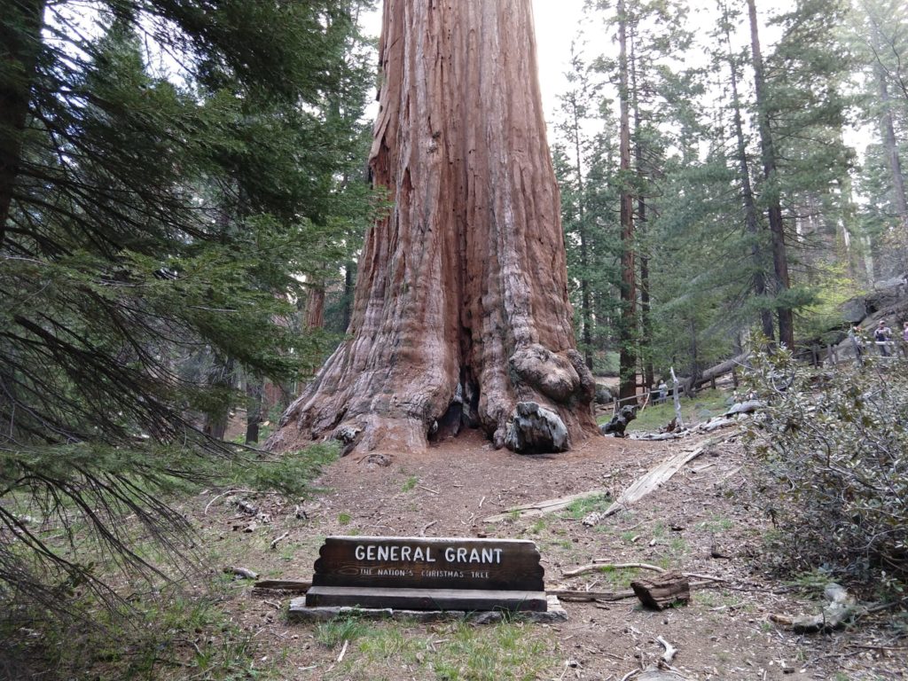 Sequoia National Park - Grant Grove