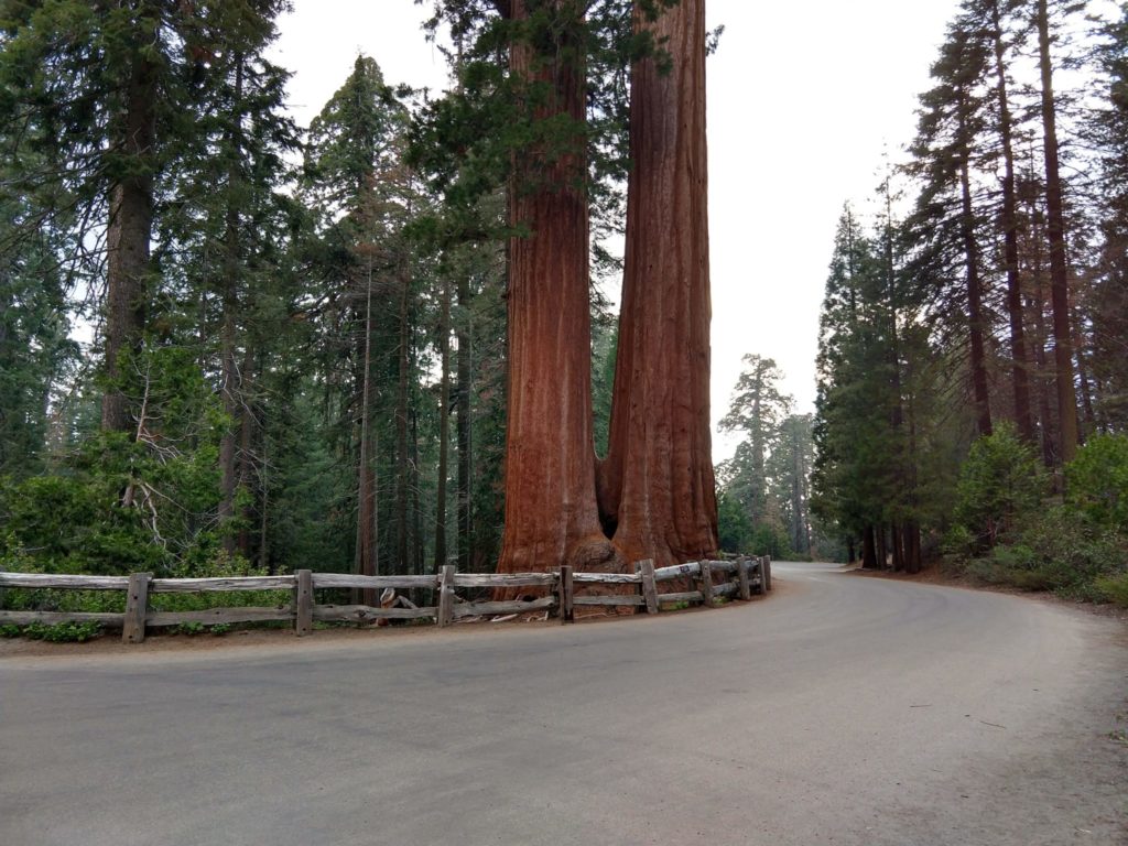 Sequoia National Park - Grant Grove