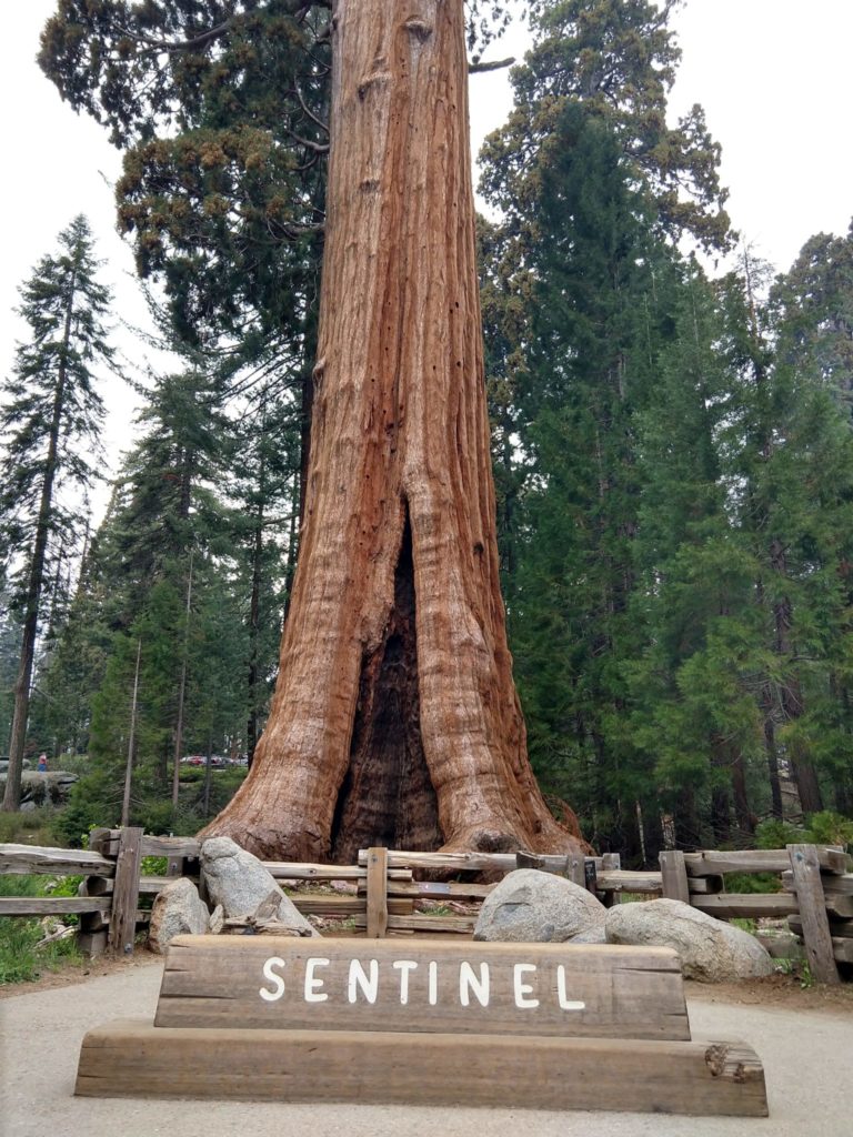 Sequoia National Park - Sentinel