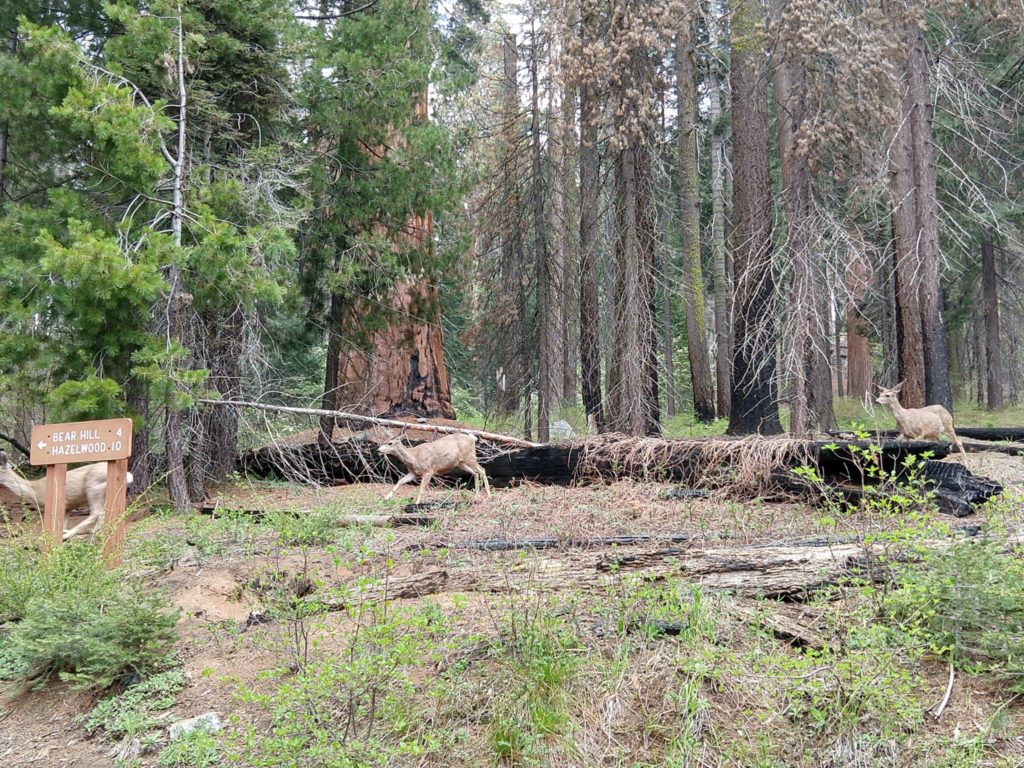 Sequoia National Park - Sherman Tree Trail