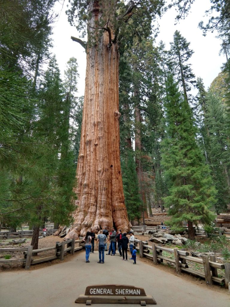 Sequoia National Park - Sherman Tree Trail