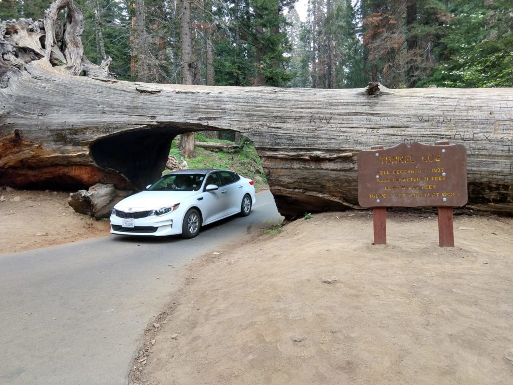 Sequoia National Park - Tunnel Log