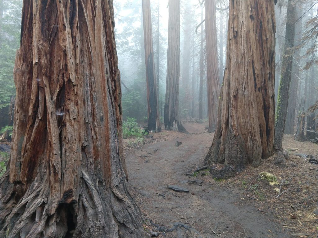 Yosemite Half Dome Hike