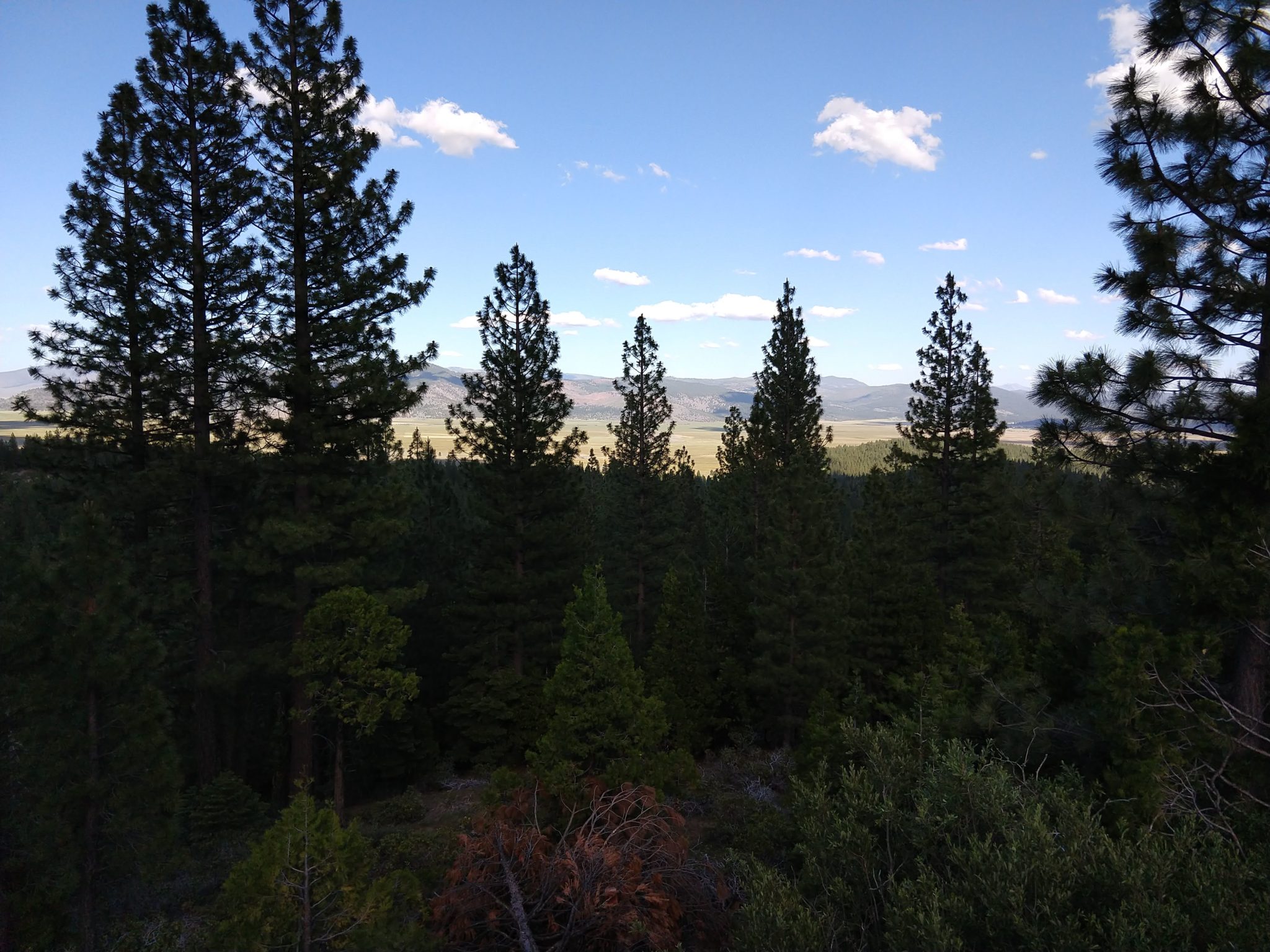 Downieville Downhill