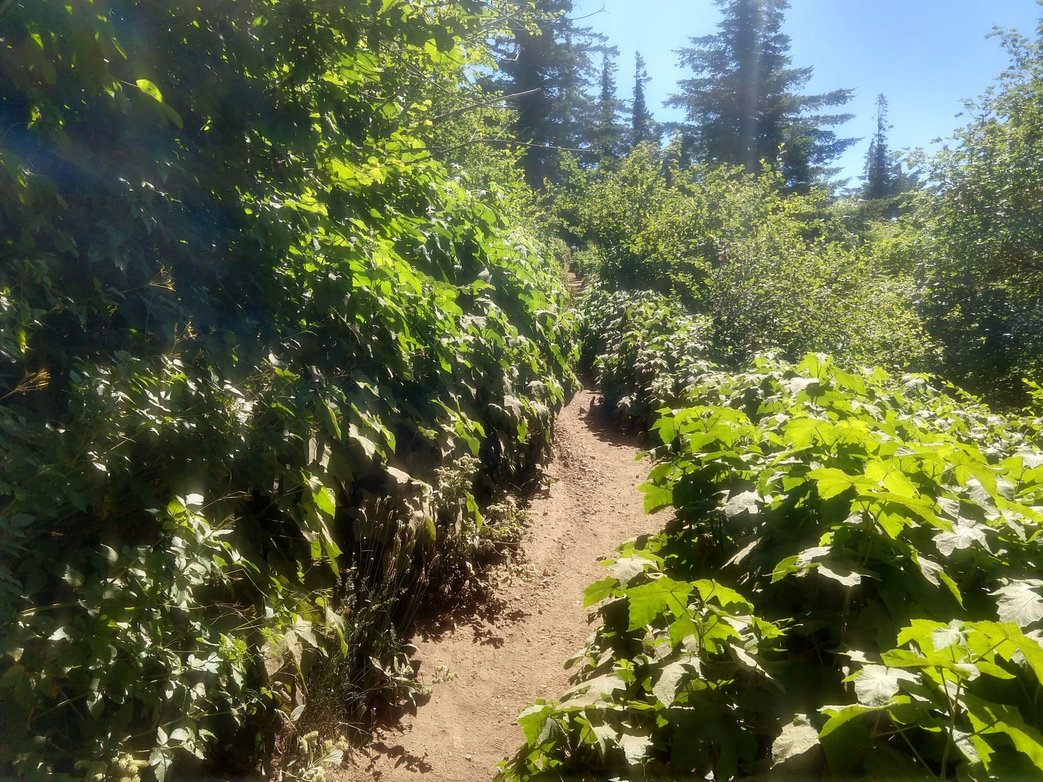 Columbia River Gorge - Dog Mountain