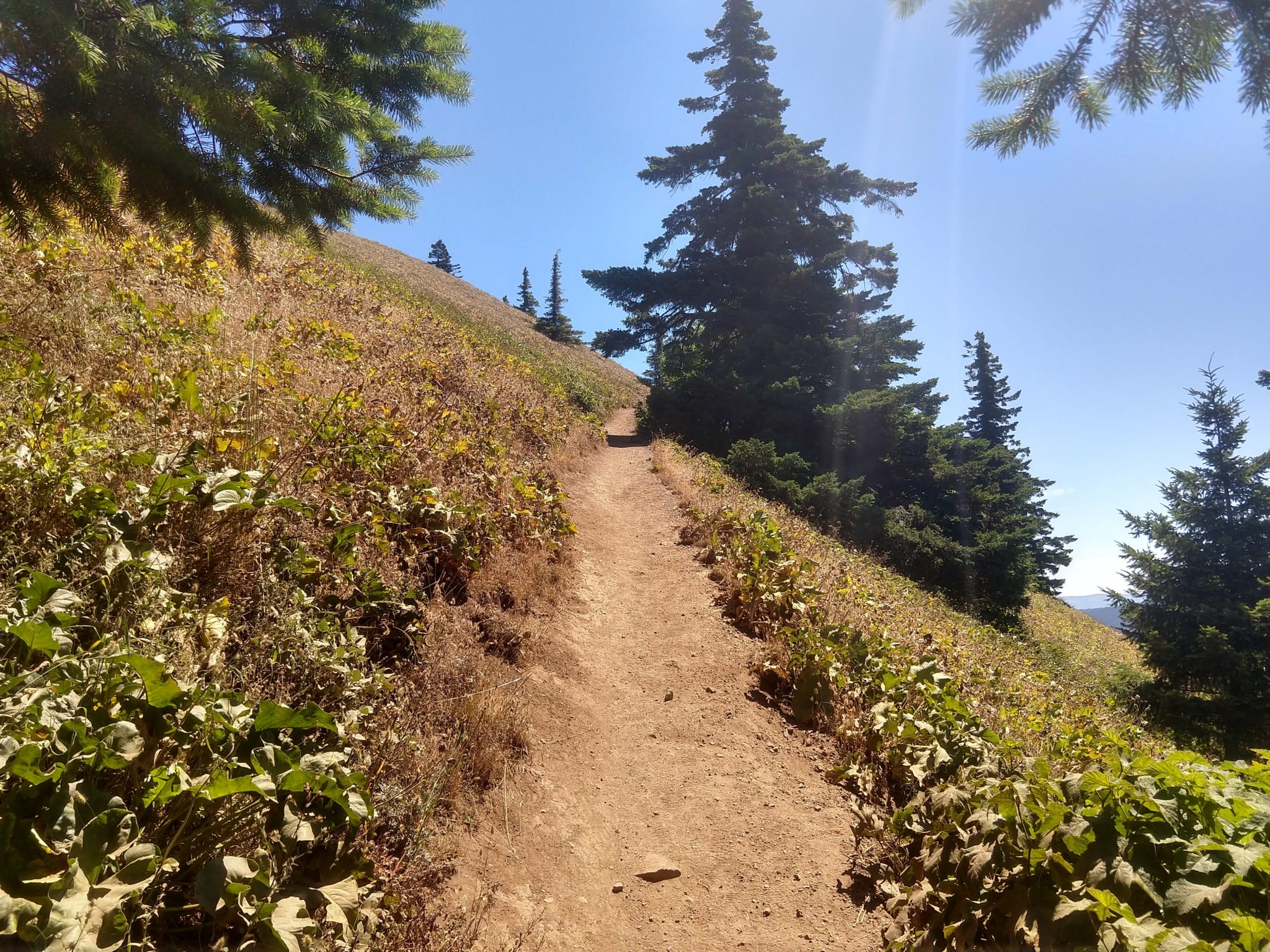 Columbia River Gorge - Dog Mountain