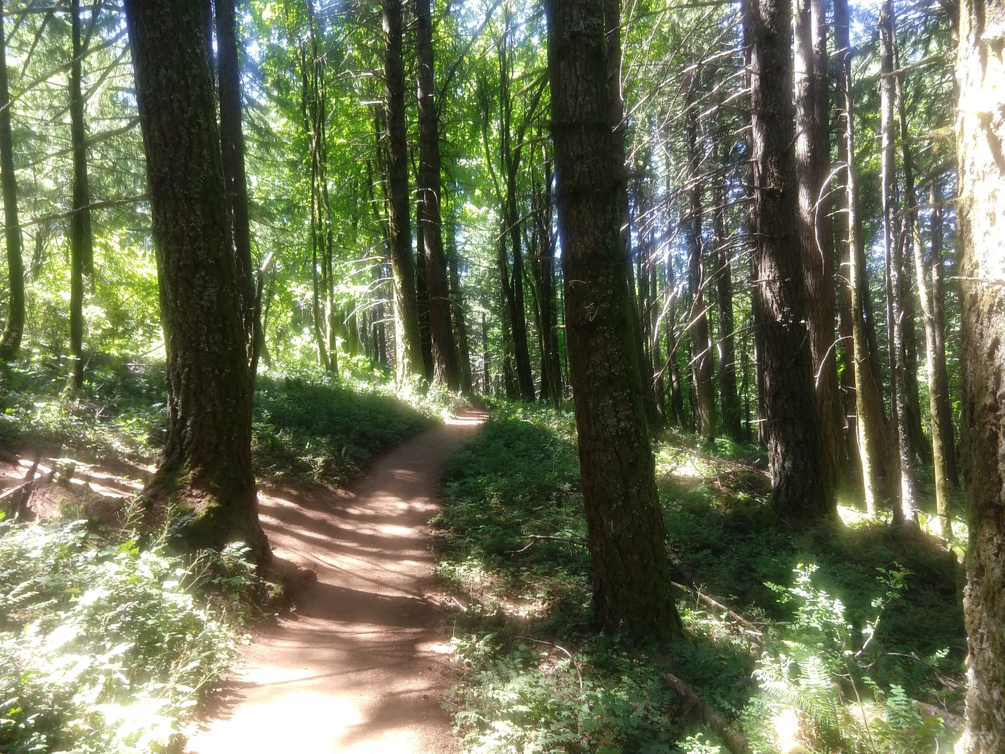 Columbia River Gorge - Dog Mountain