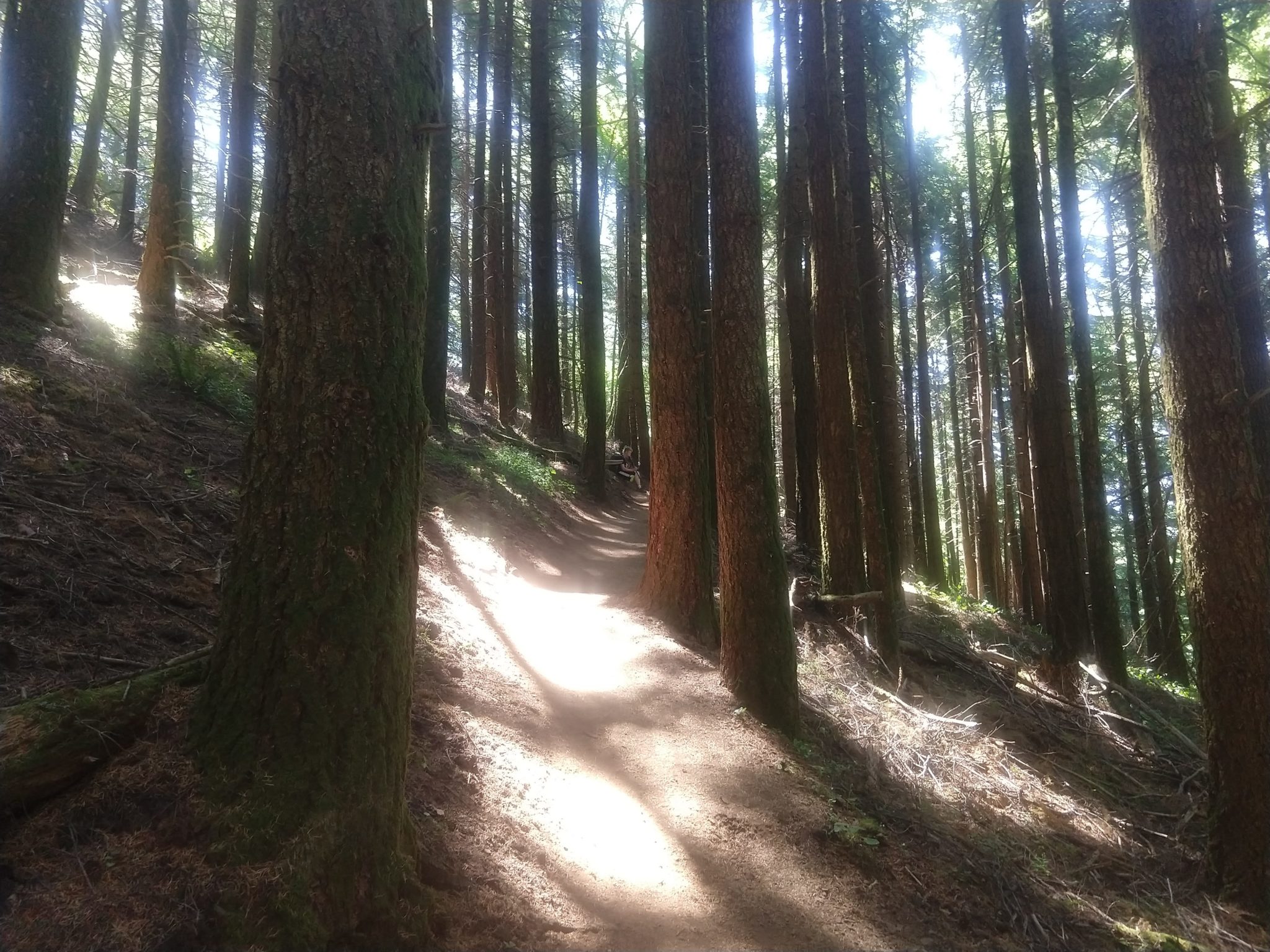 Columbia River Gorge - Dog Mountain