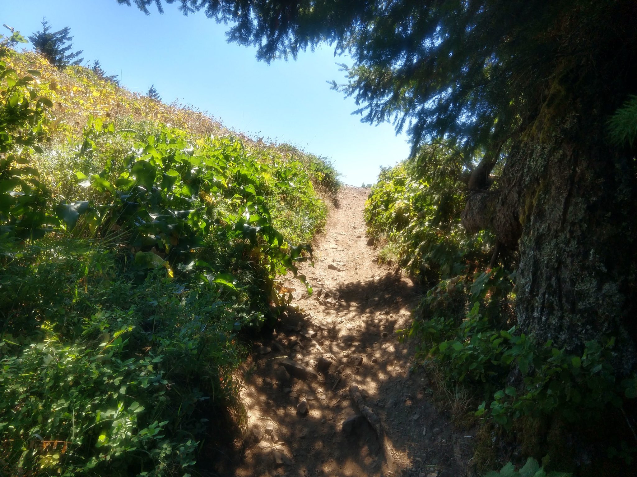 Columbia River Gorge - Dog Mountain