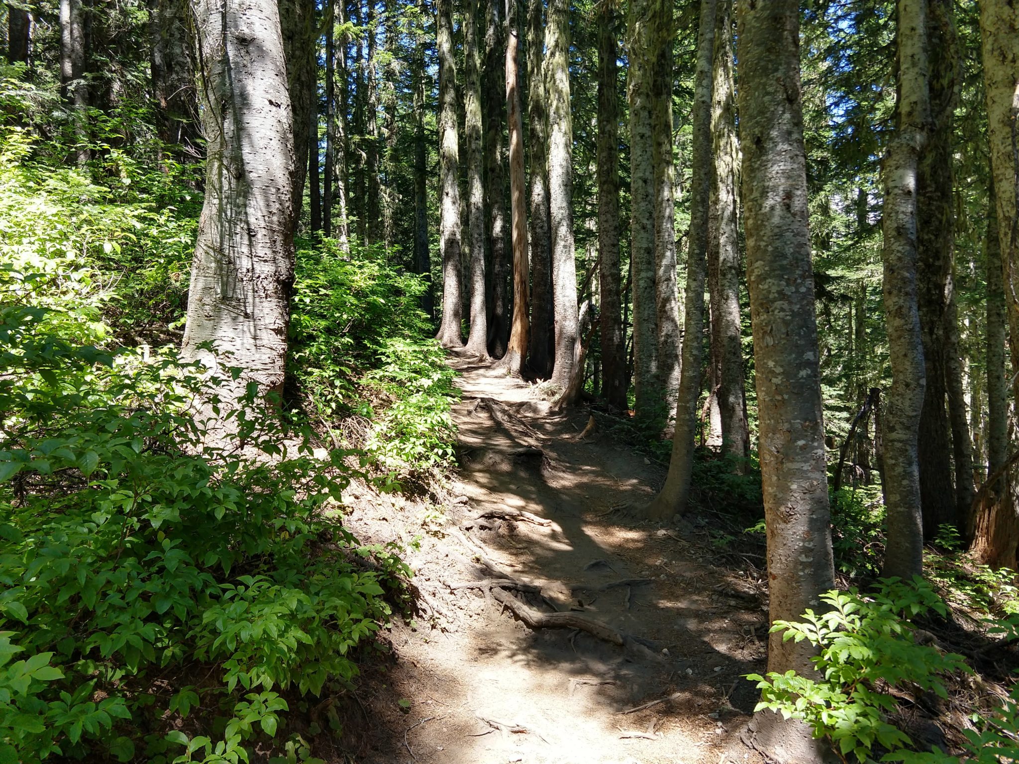 Hiking Mount St. Helens