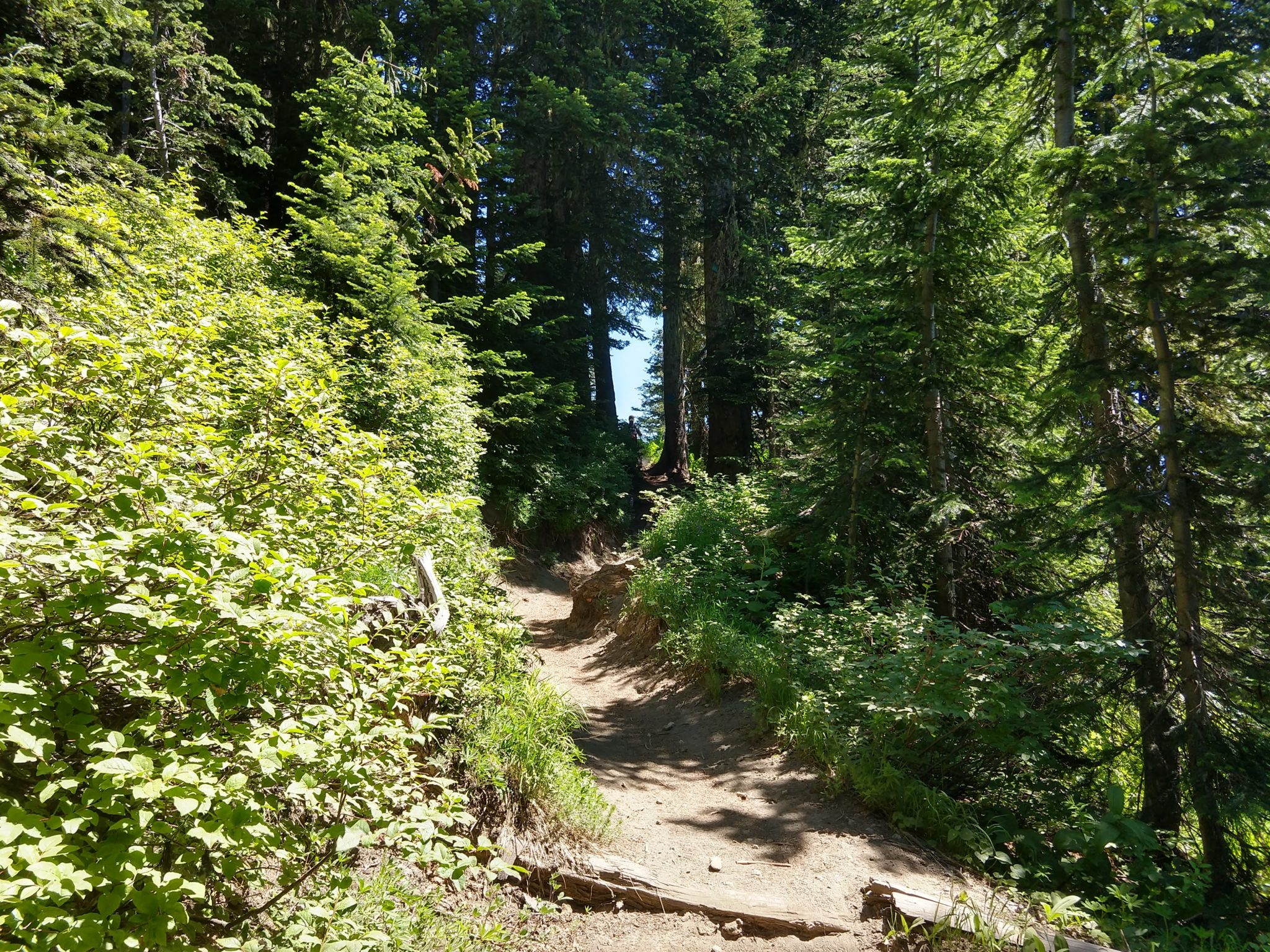 Hiking Mount St. Helens