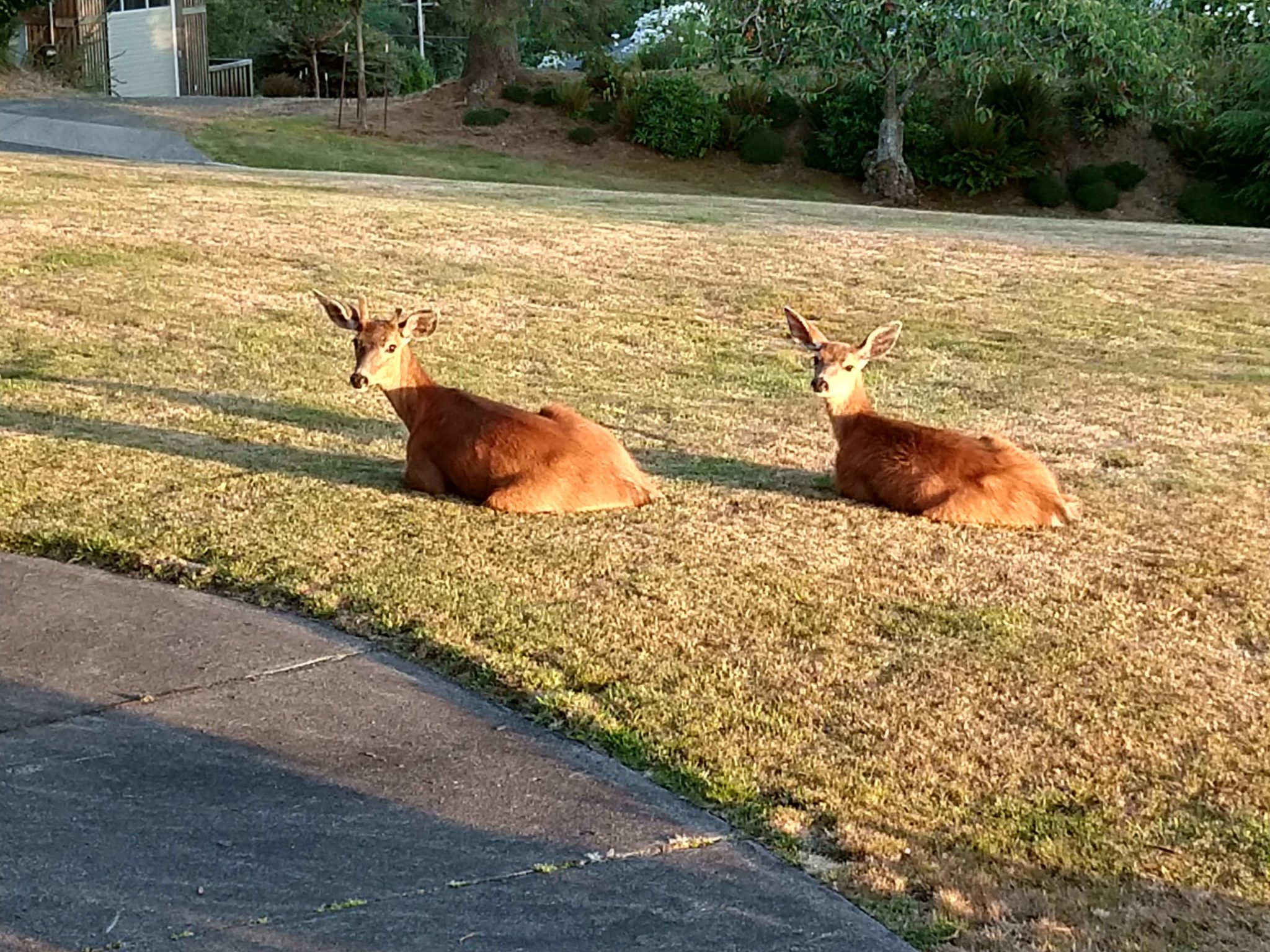 Oregon Coast - Astoria deer