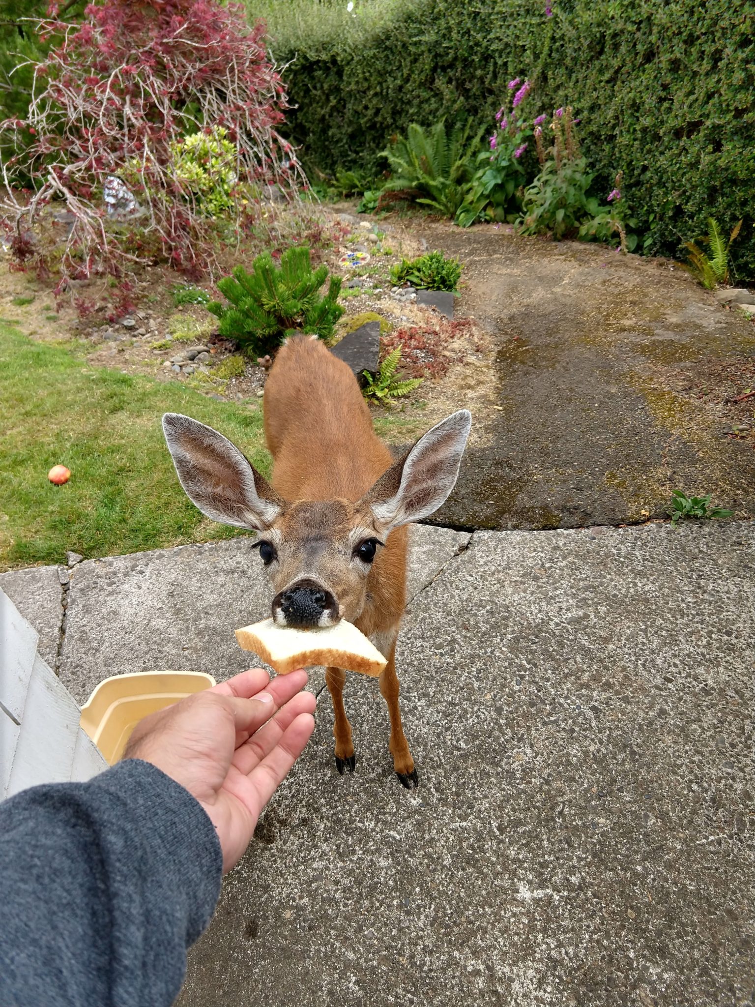 Oregon Coast - Astoria deer