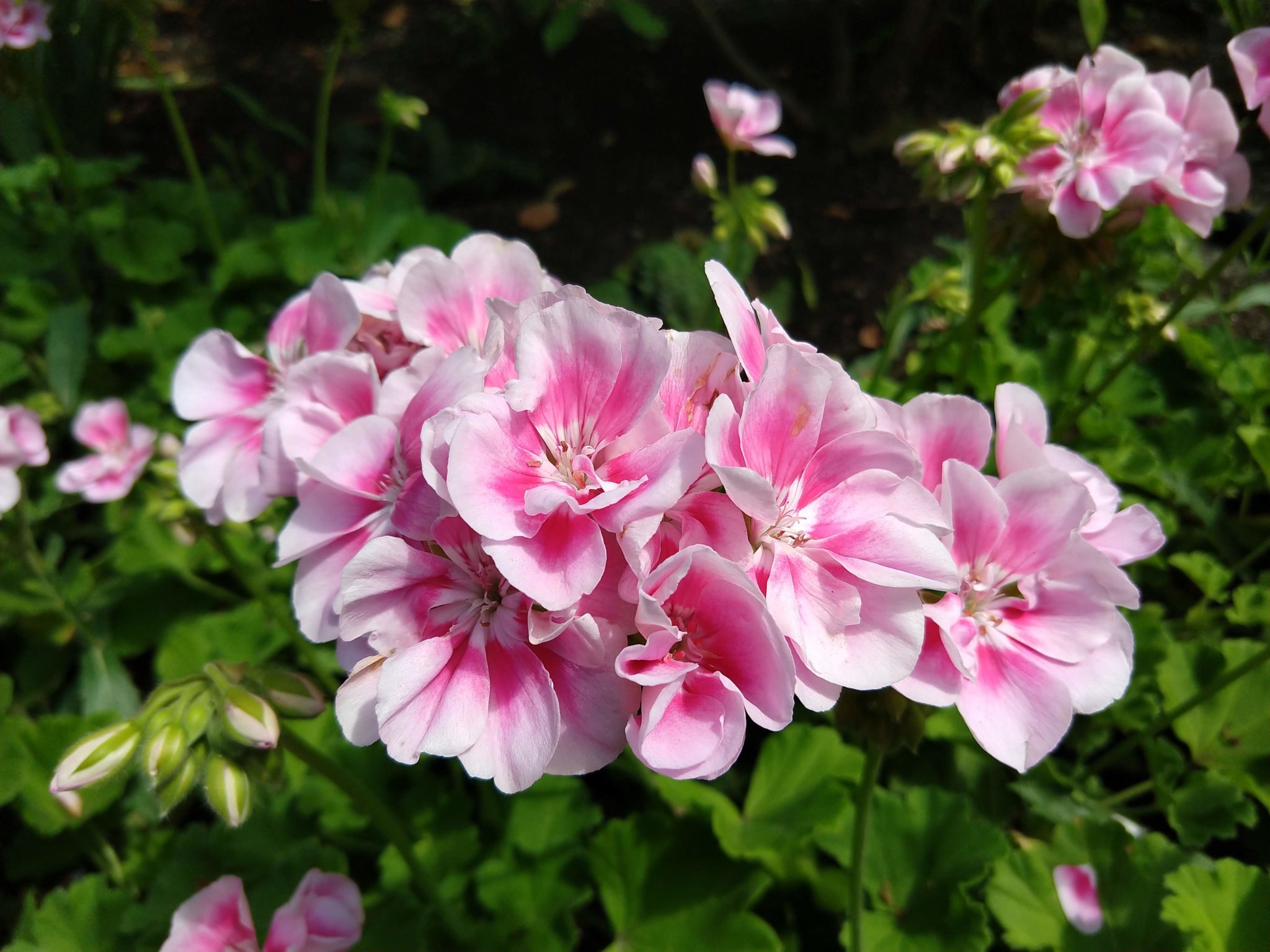 Butchart Gardens