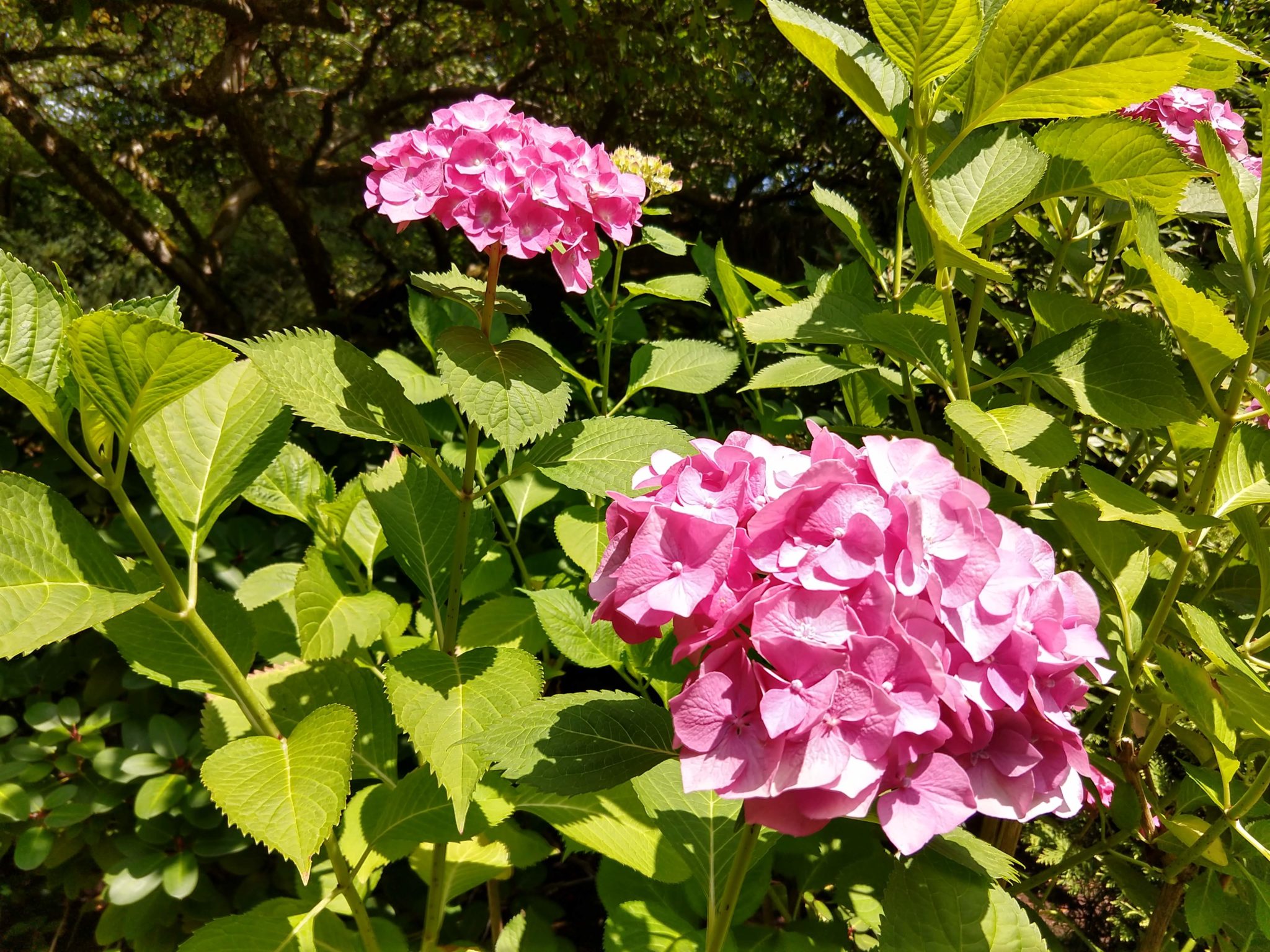 Butchart Gardens