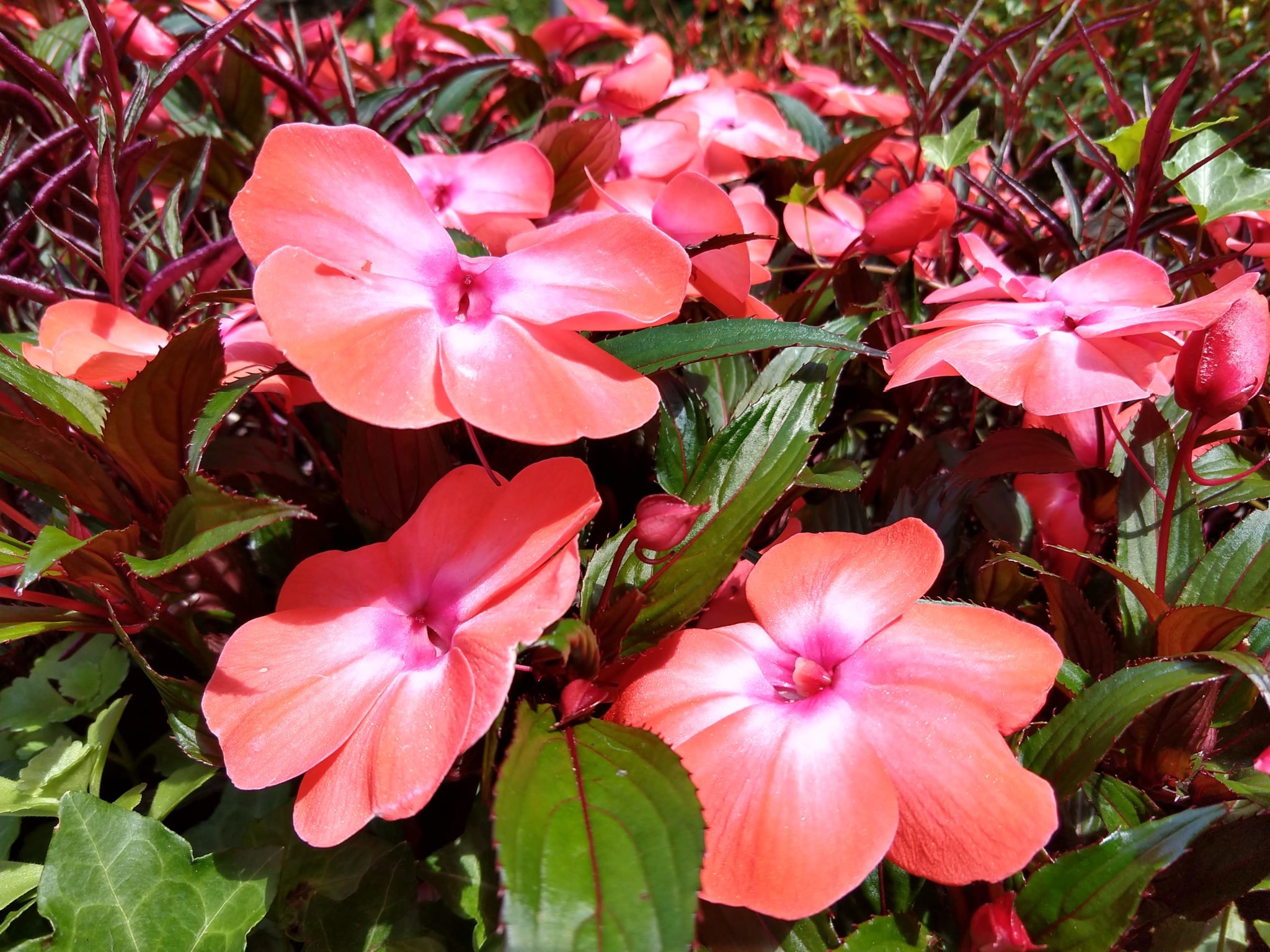 Butchart Gardens