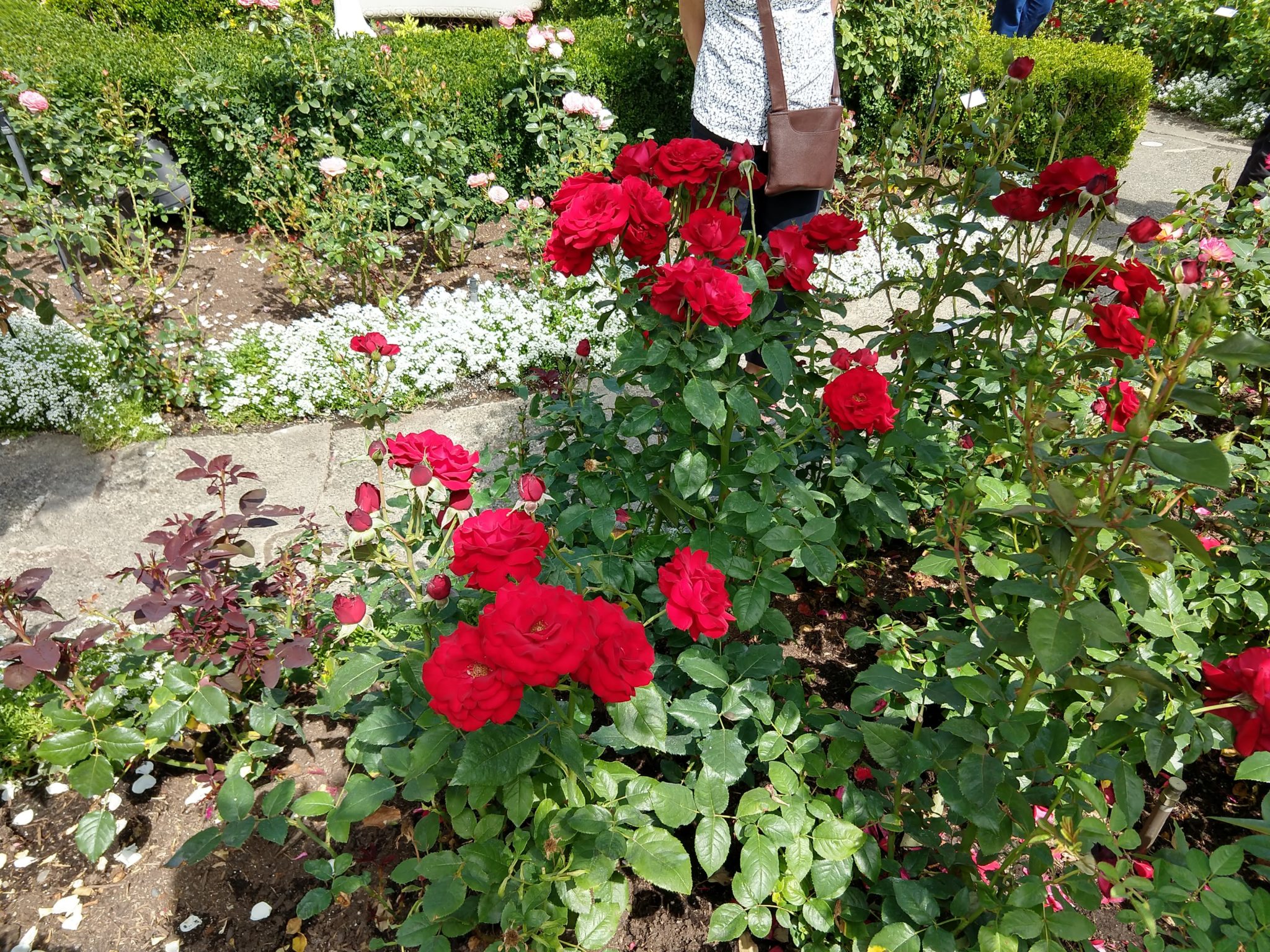 Butchart Gardens