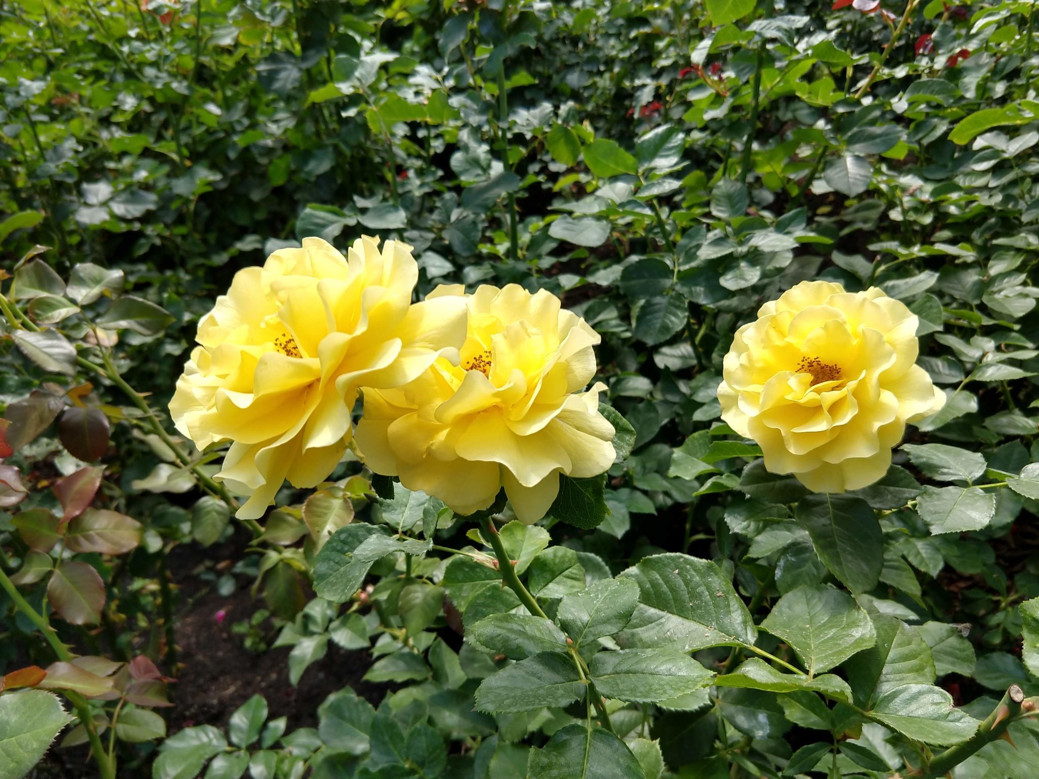 Butchart Gardens