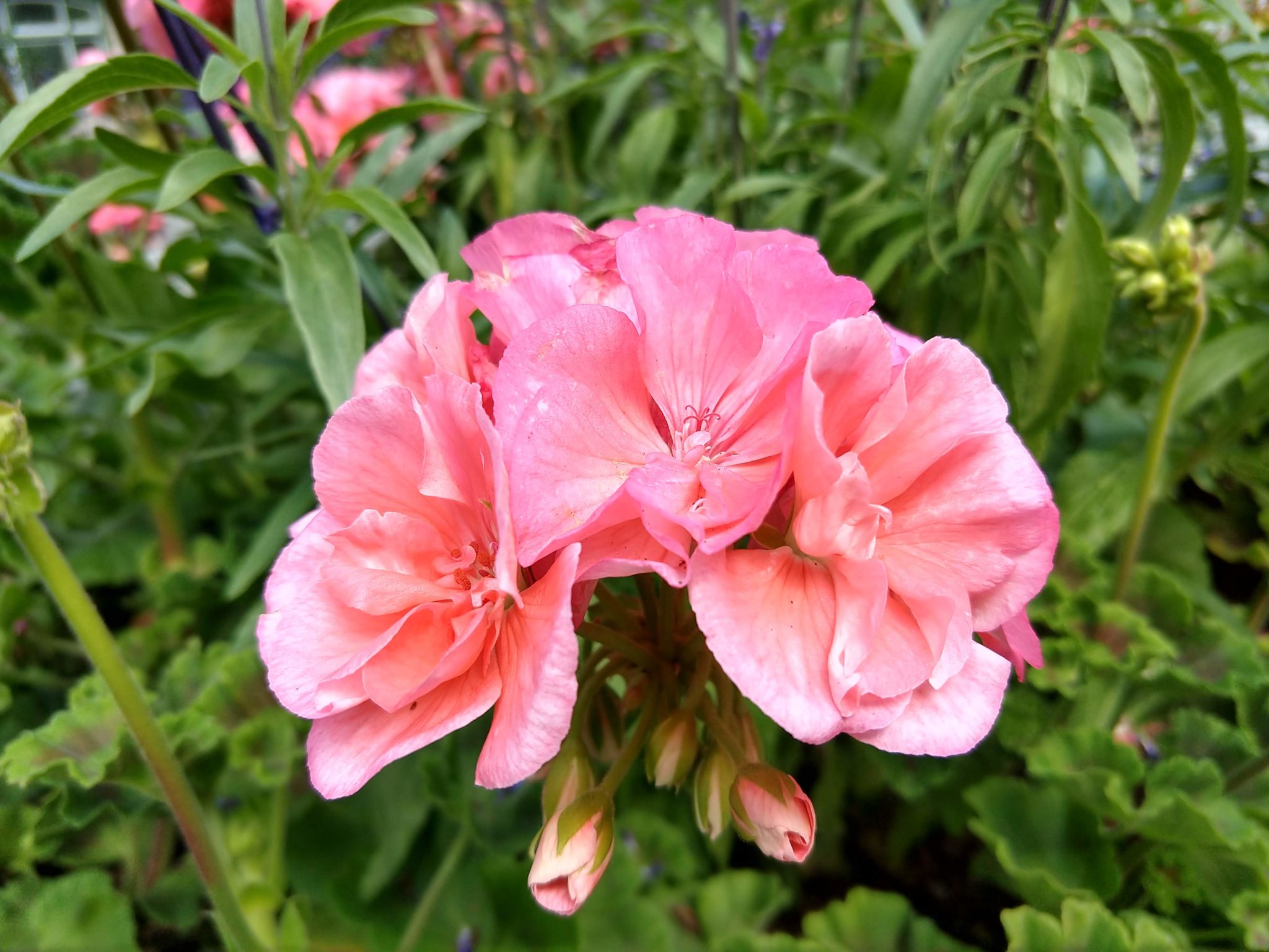 Butchart Gardens