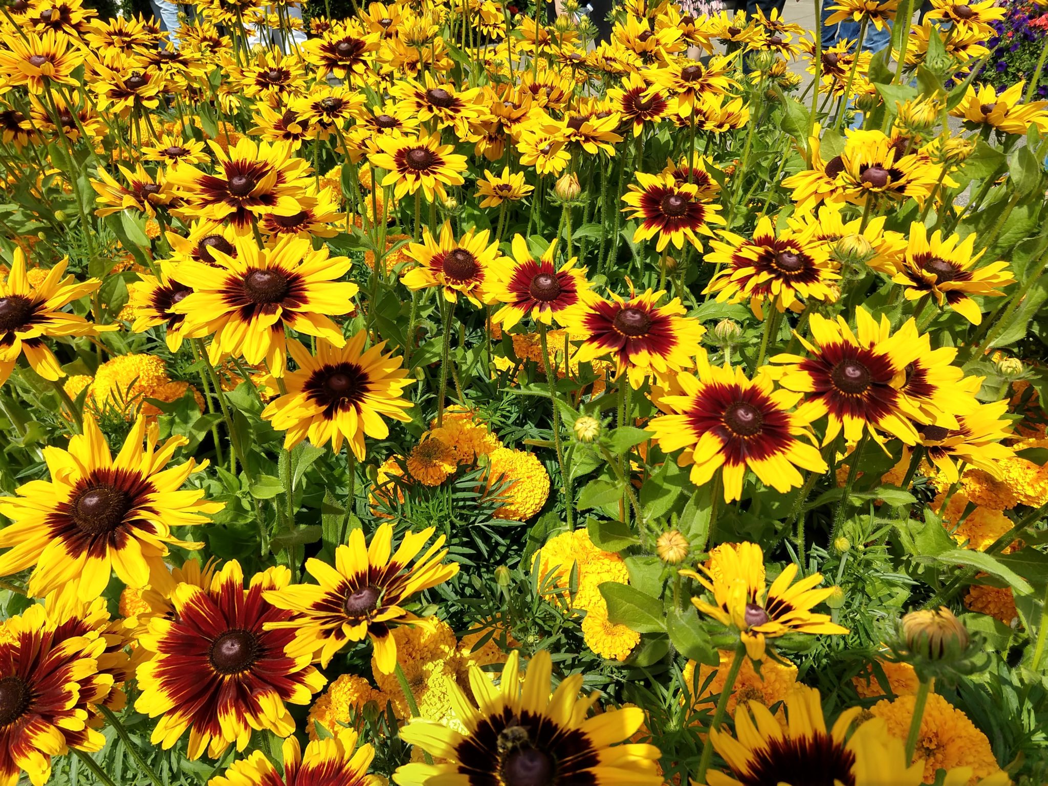 Butchart Gardens