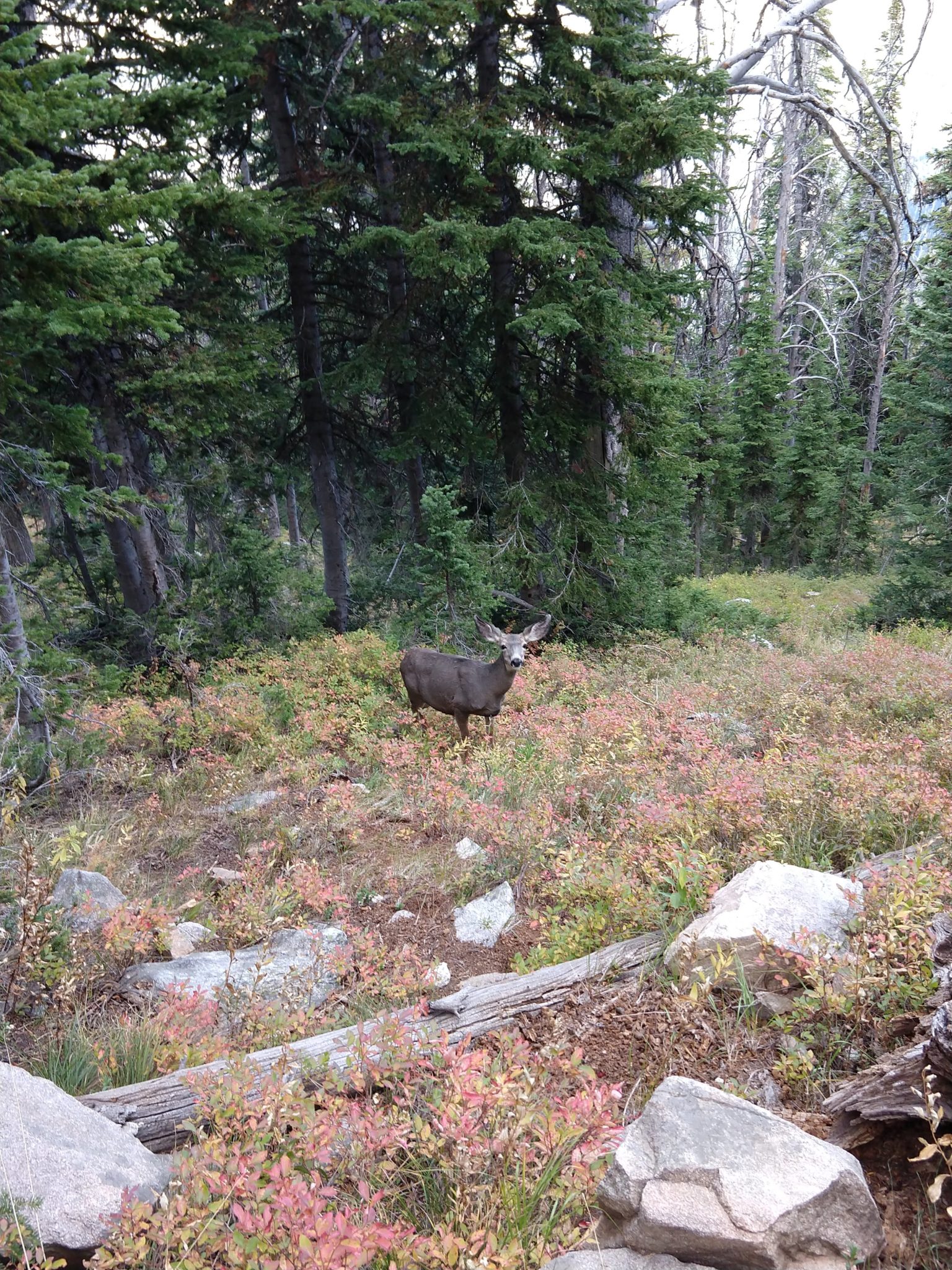 Grand Teton National Park