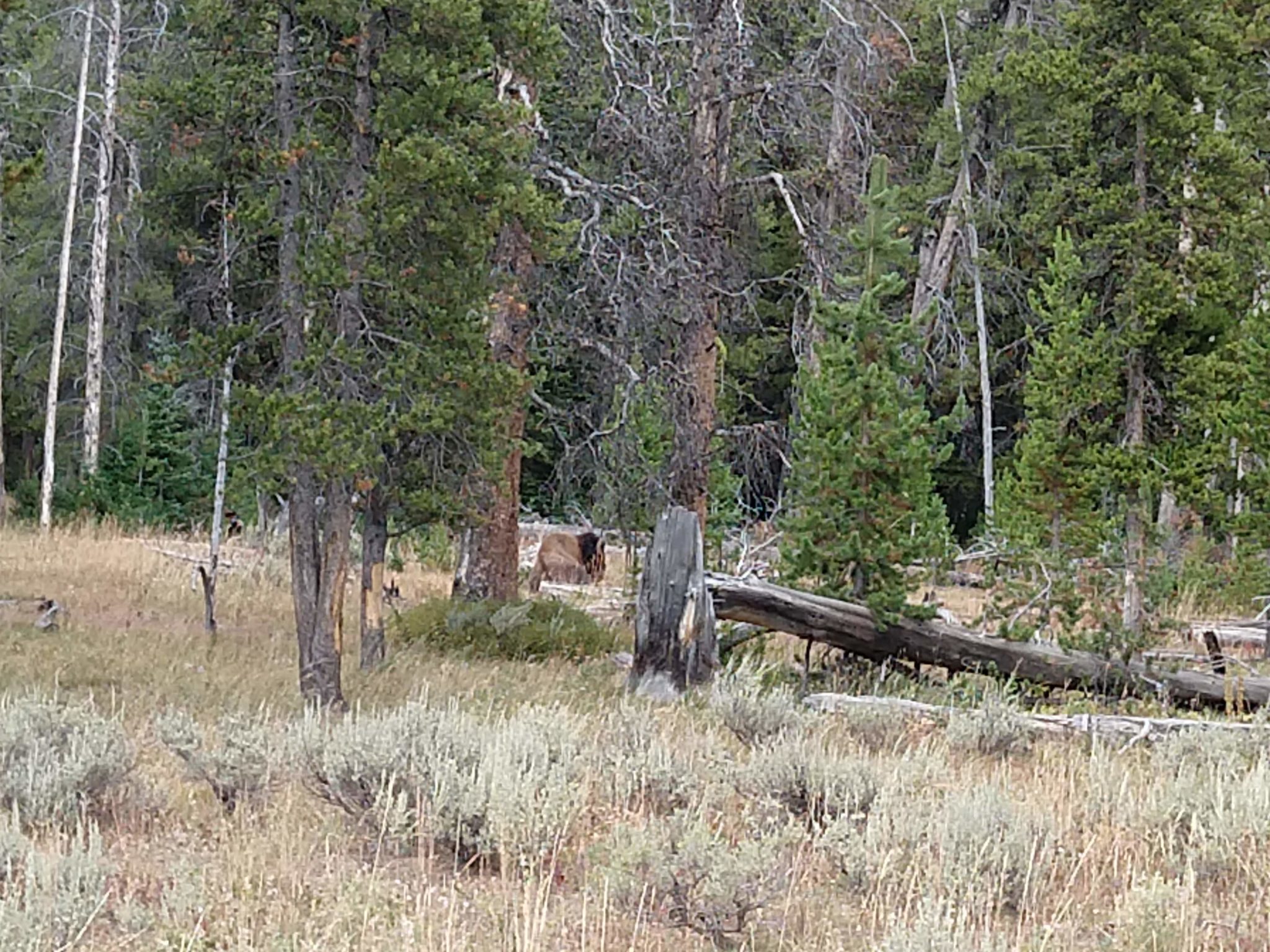 Yellowstone Hikes