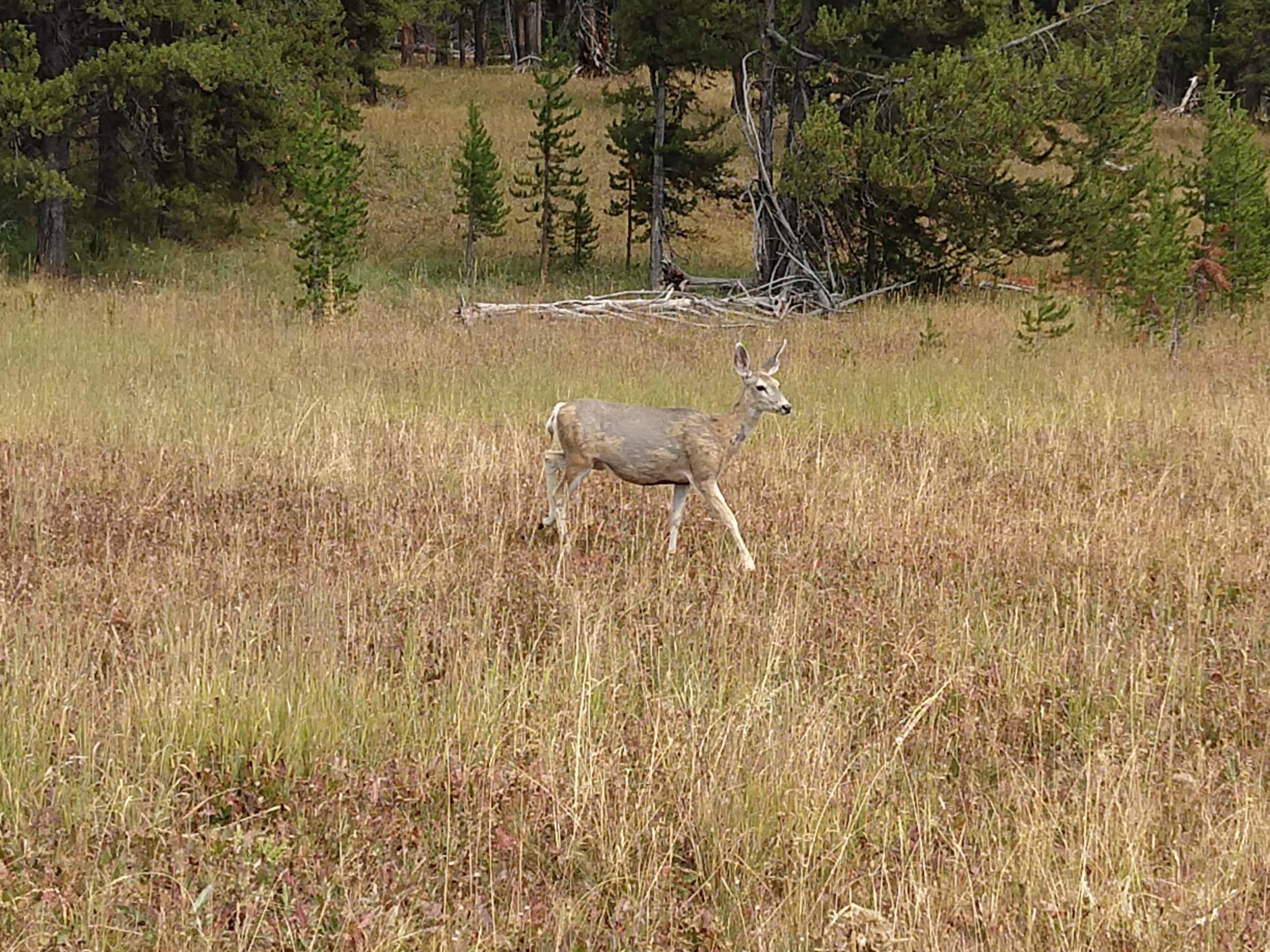 Yellowstone Hikes