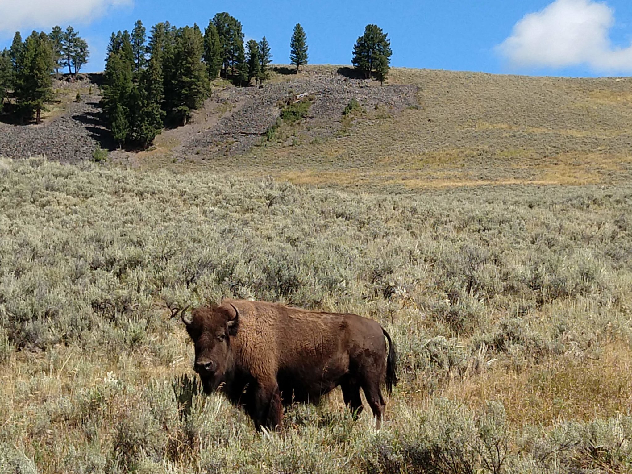 Yellowstone