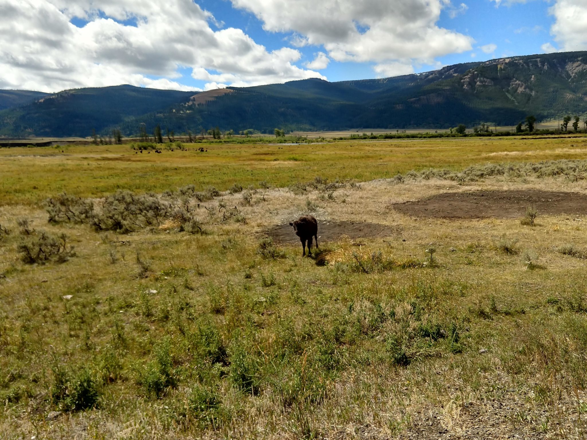 Yellowstone