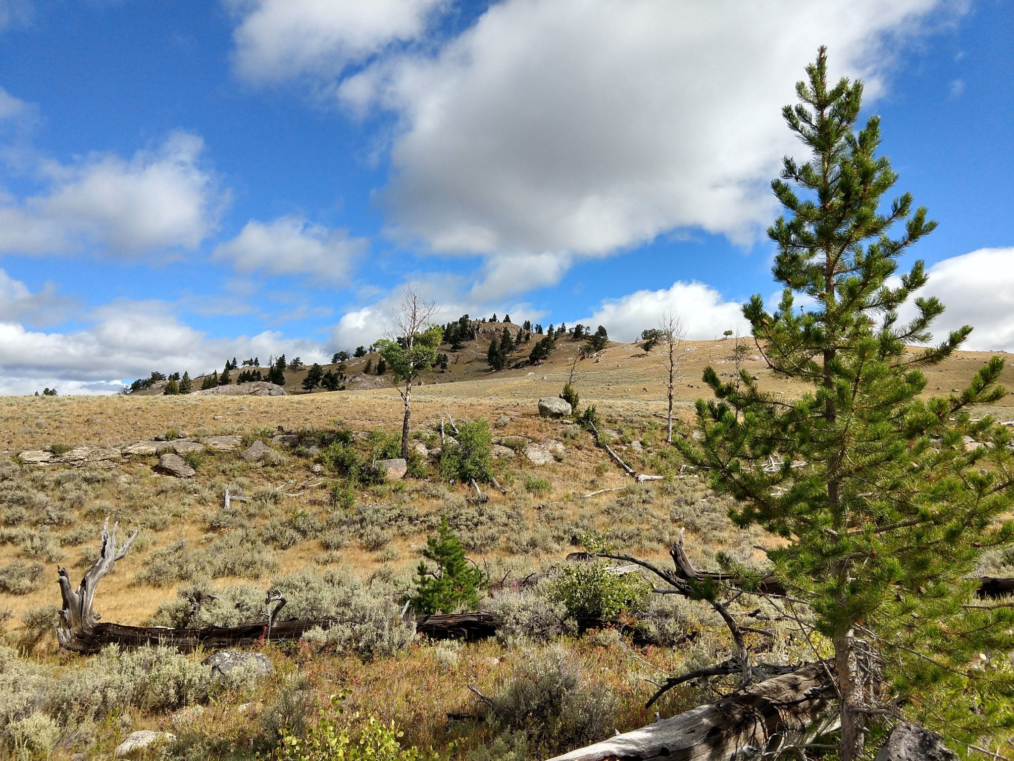 Yellowstone