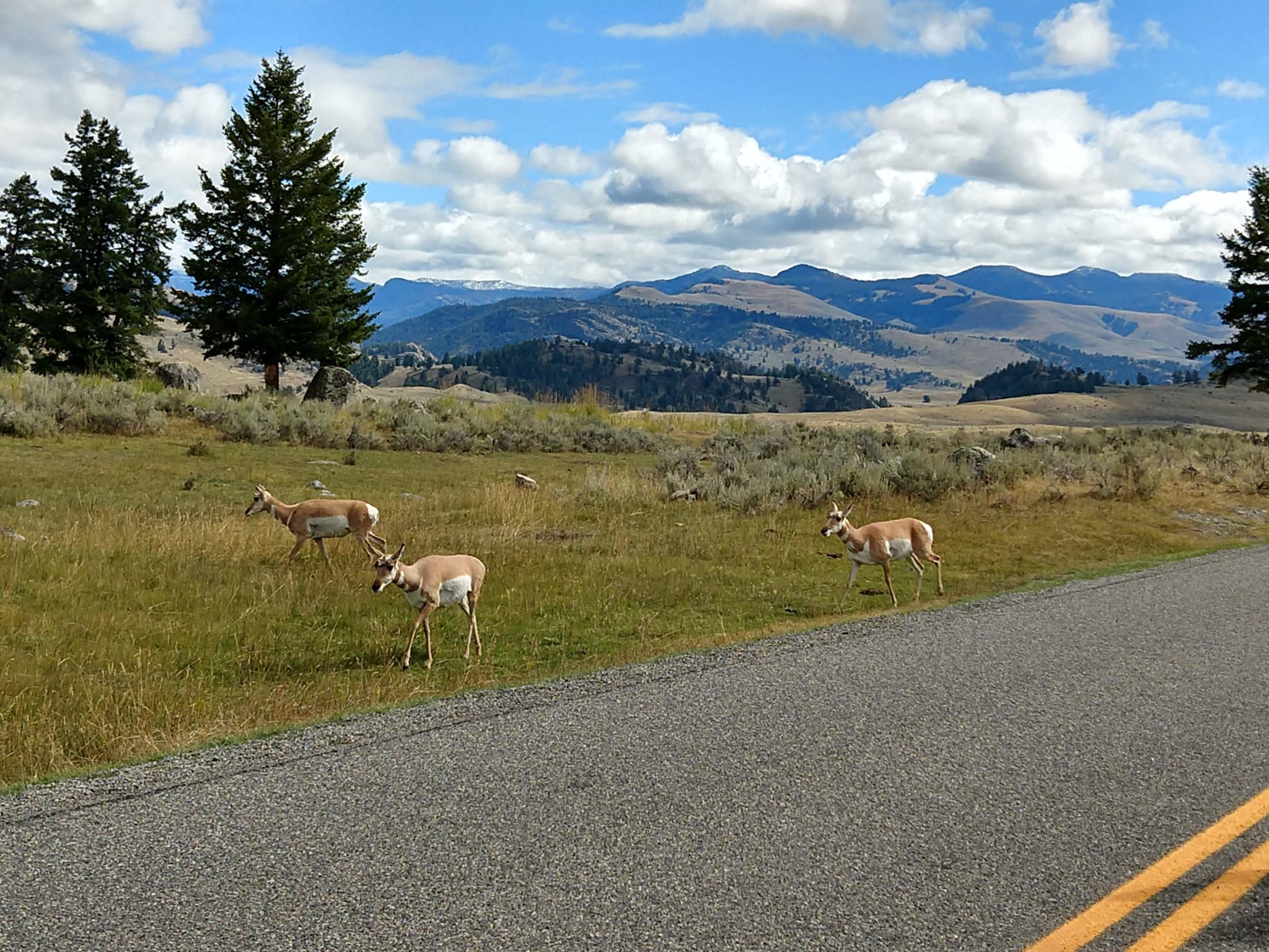 Yellowstone