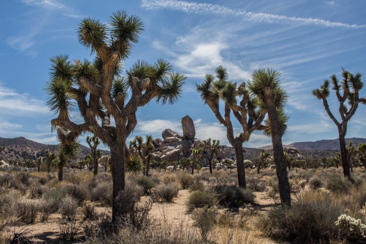 Joshua Tree