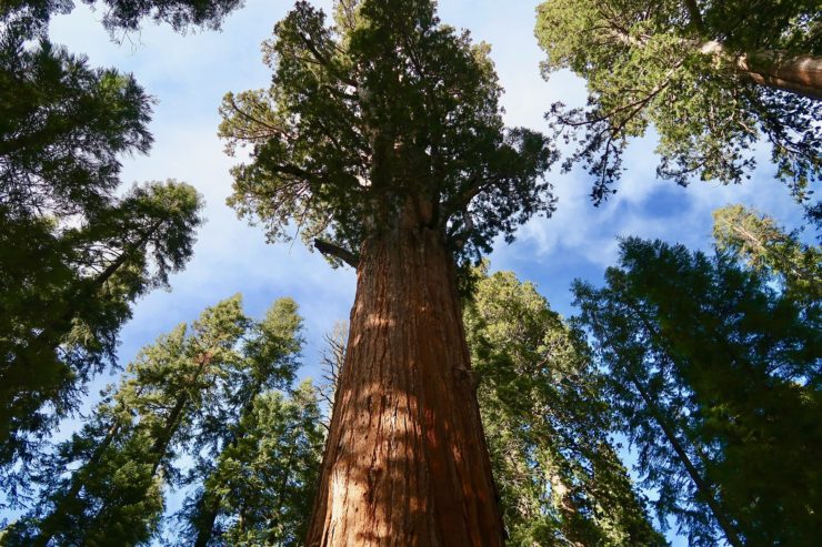 sequoia national park - giant sequoia tree
